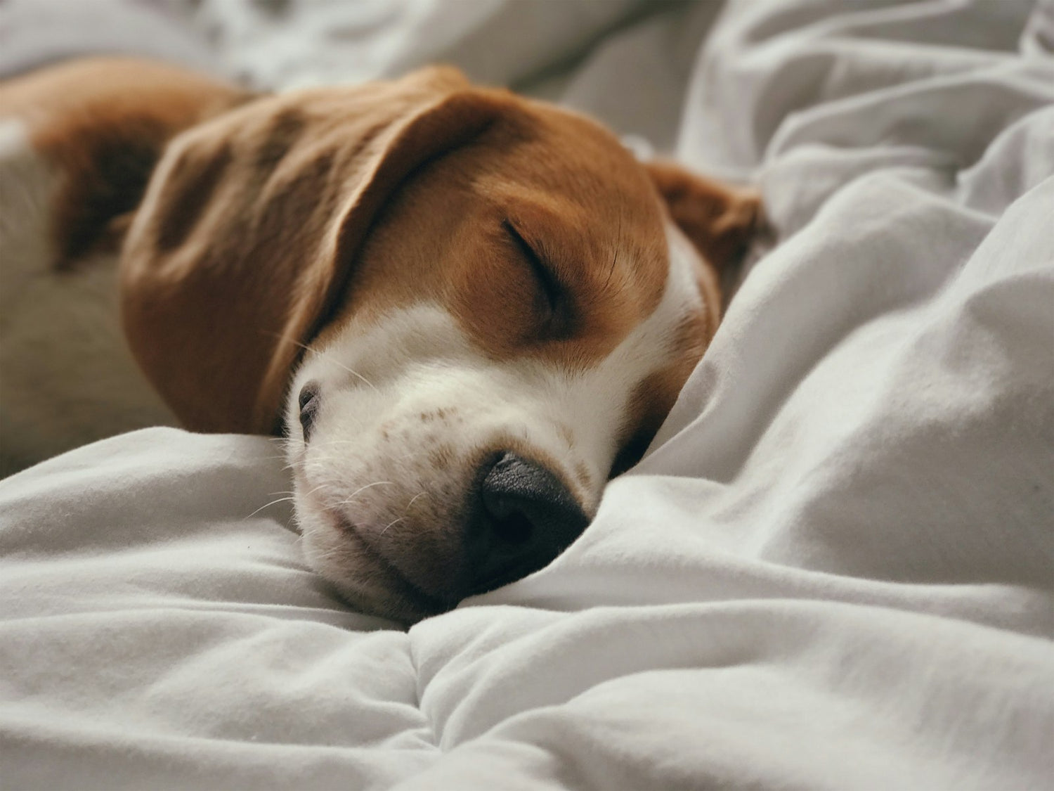 Dog resting peacefully