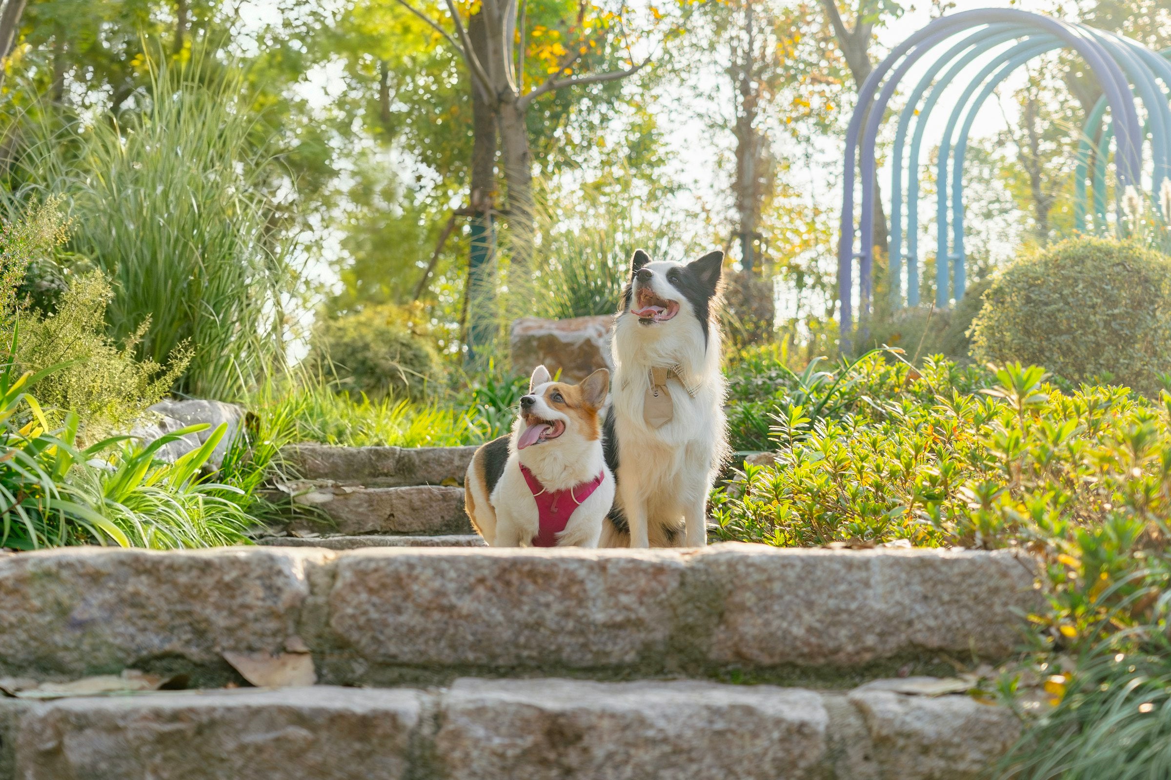 Two happy dogs in a park
